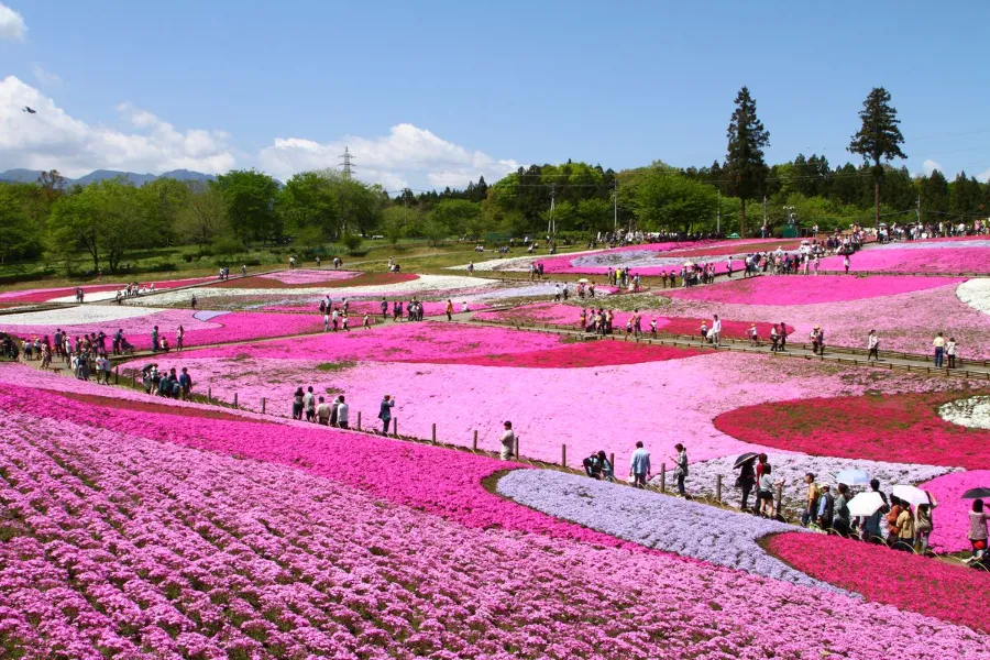 Hitsujiyama Park: Thiên đường hoa Shibazakura giữa lòng Chichibu