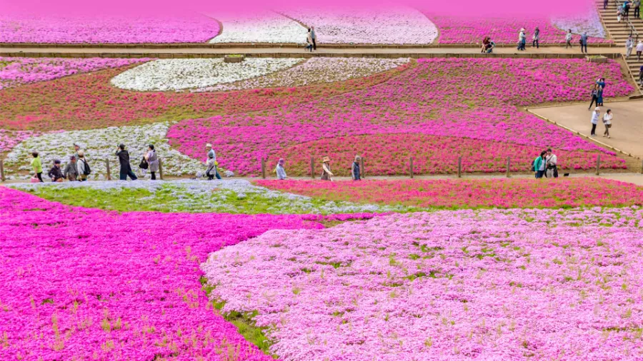 Shibazakura Hitsujiyama Park