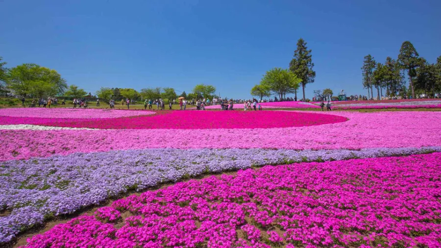 Hitsujiyama Park: Thiên đường hoa Shibazakura giữa lòng Chichibu