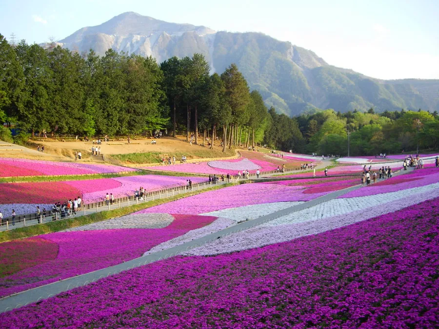 Hitsujiyama Park: Thiên đường hoa Shibazakura giữa lòng Chichibu