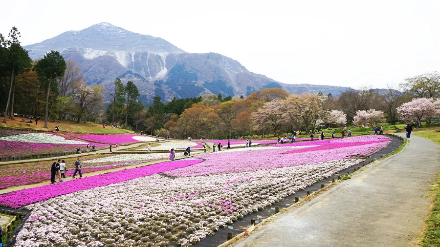 Hitsujiyama Park: Thiên đường hoa Shibazakura giữa lòng Chichibu