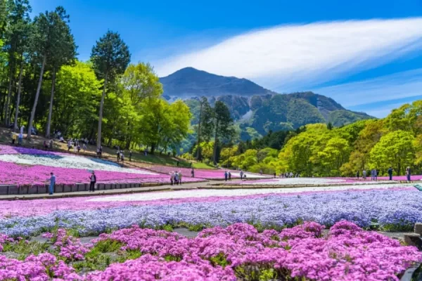 Hitsujiyama Park: Thiên đường hoa Shibazakura giữa lòng Chichibu