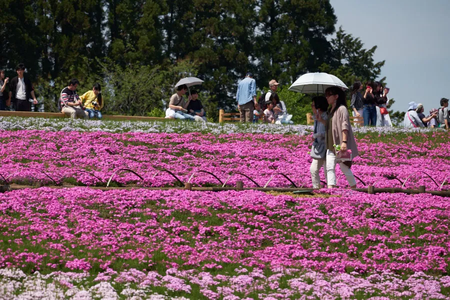 Hitsujiyama Park: Thiên đường hoa Shibazakura giữa lòng Chichibu