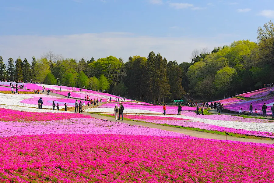 Hitsujiyama Park: Thiên đường hoa Shibazakura giữa lòng Chichibu