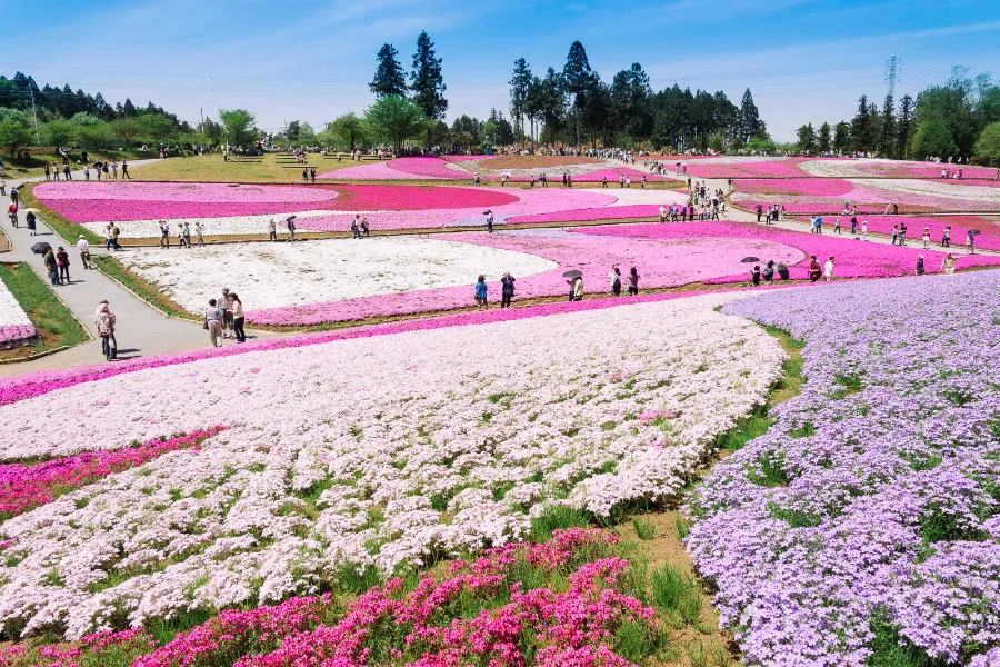 Hitsujiyama Park: Thiên đường hoa Shibazakura giữa lòng Chichibu