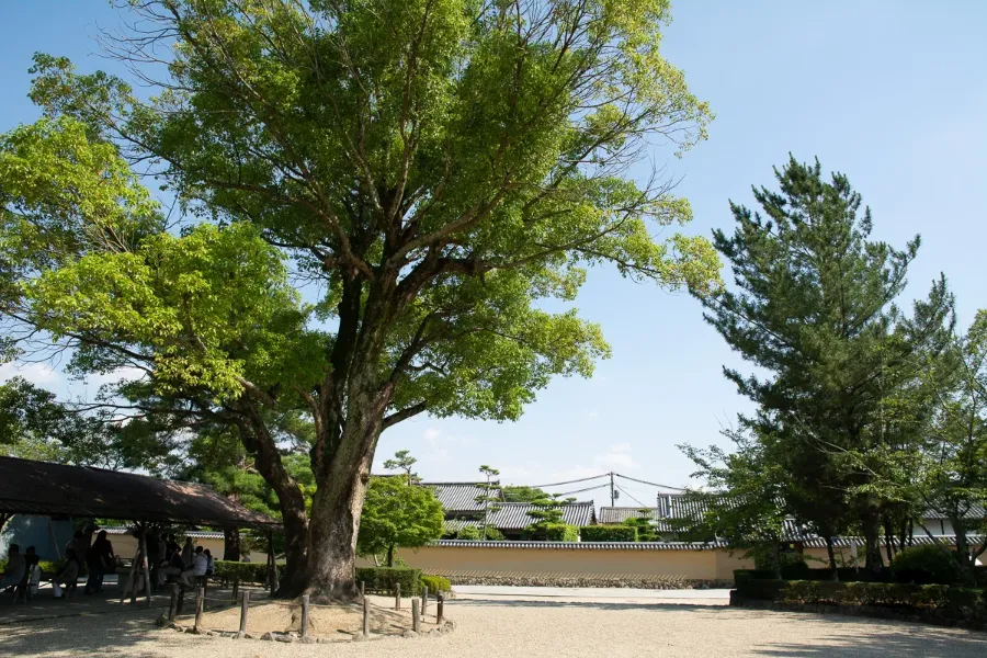 Horyuji Temple: Kho tàng nghệ thuật Phật giáo ở cố đô Nara