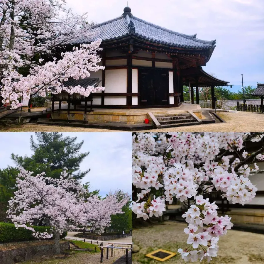 Horyuji Temple: Kho tàng nghệ thuật Phật giáo ở cố đô Nara