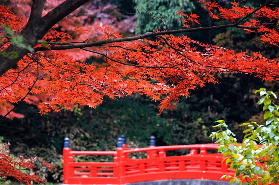 Kawagoe Kitain Temple: Chốn Bình Yên Giữa Lòng "Tiểu Edo"