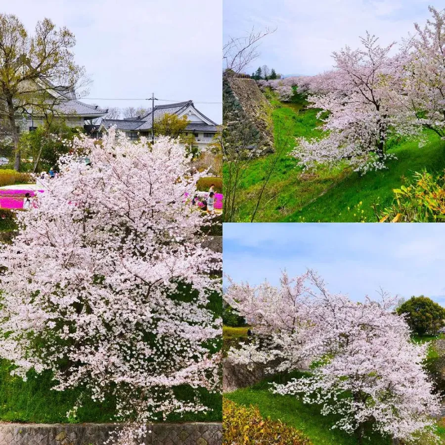 Koriyama Castle Ruins: Vẻ đẹp thiên nhiên của thành cổ Nara