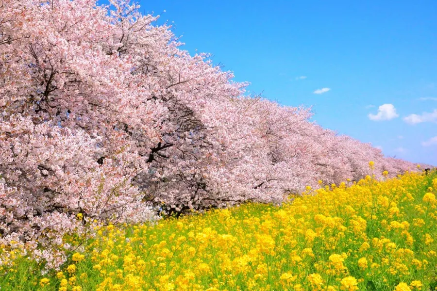 Kumagaya Sakura Tsutsumi | Công viên ở Saitama, Nhật Bản