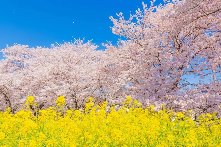 Kumagaya Sakura Tsutsumi | Công viên ở Saitama, Nhật Bản