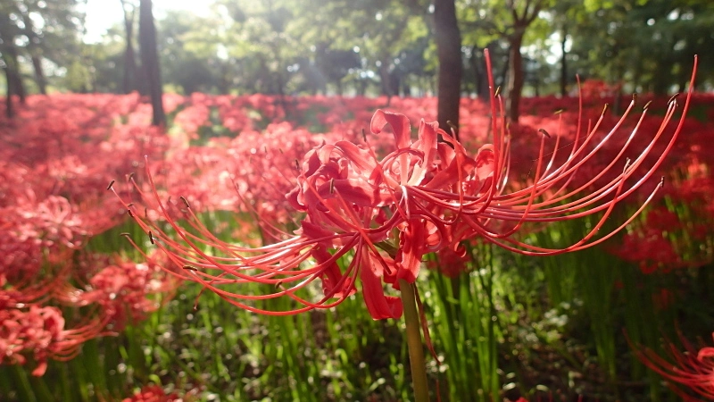 Minamiashigara Park | Địa điểm ngắm hoa bỉ ngạn Nhật Bản