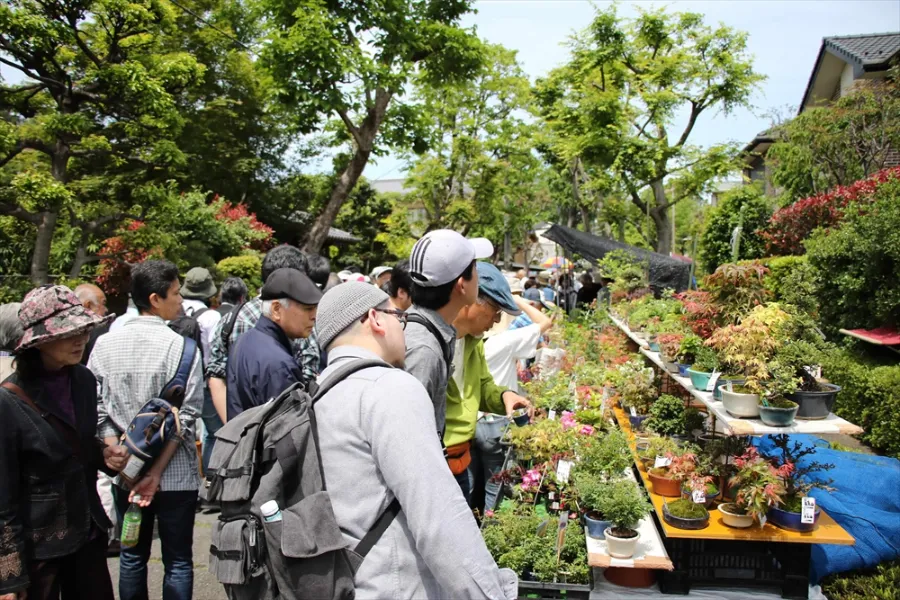 Omiya Bonsai Festival