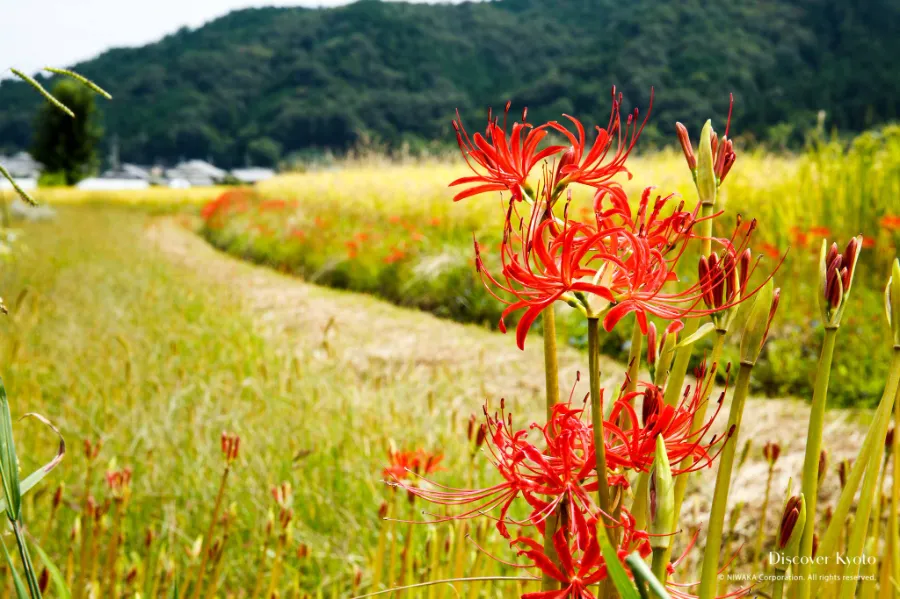 Sagamigawa Village of Nature | Địa điểm ngắm hoa bỉ ngạn Nhật Bản