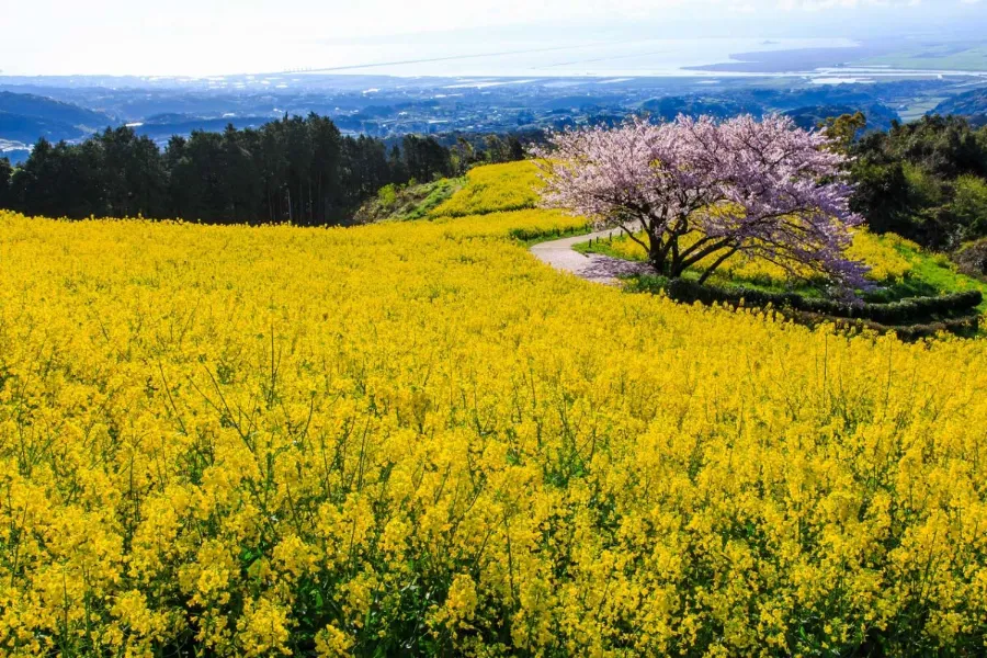 Shirakimine Plateau | Công viên ở Nagasaki Nhật Bản