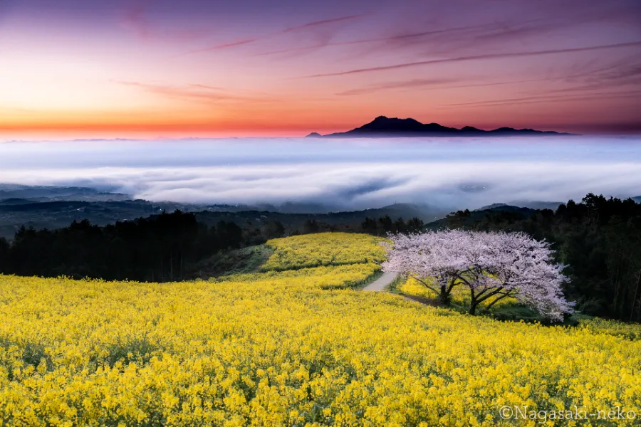 Shirakimine Plateau | Công viên ở Nagasaki Nhật Bản