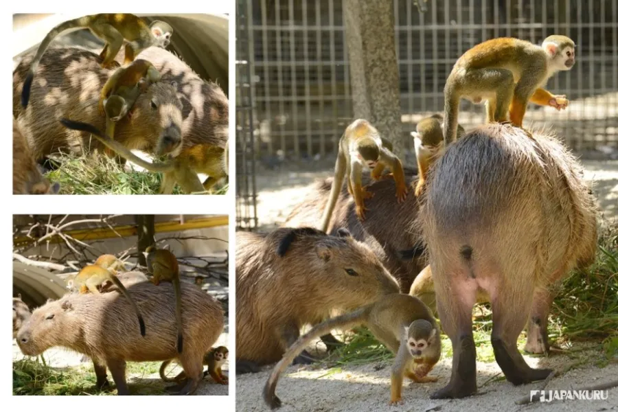 Tobu Zoo | Công viên ở Saitama, Nhật Bản