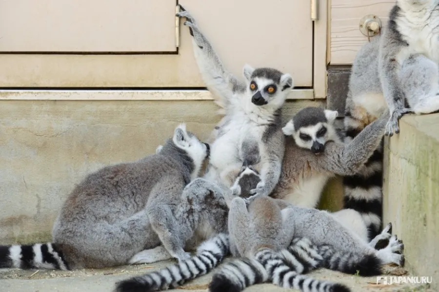 Tobu Zoo | Công viên ở Saitama, Nhật Bản