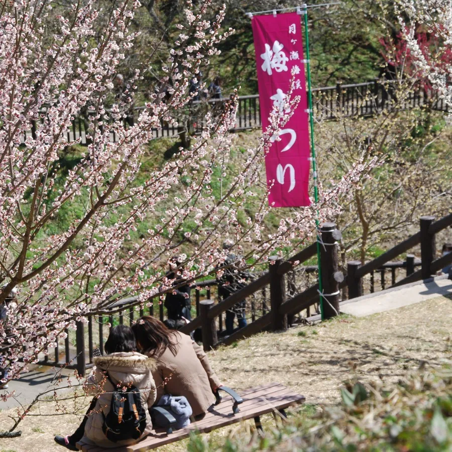 Tsukigase Plum Grove: Thiên đường hoa mận giữa lòng Nara