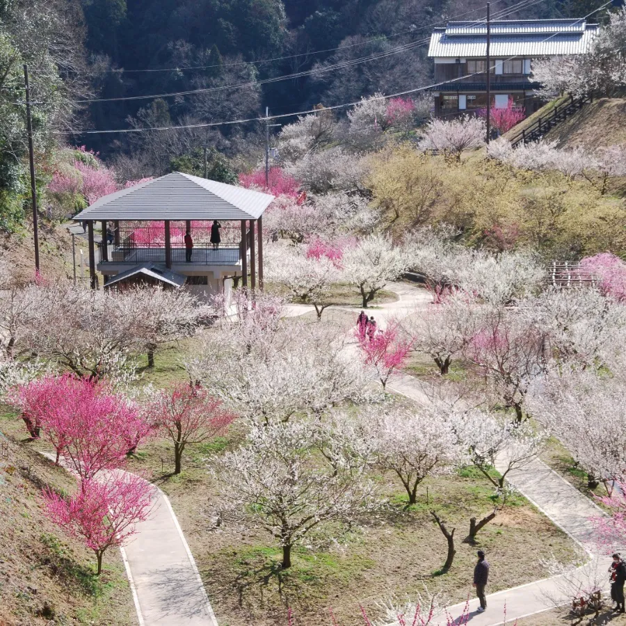 Tsukigase Plum Grove: Thiên đường hoa mận giữa lòng Nara