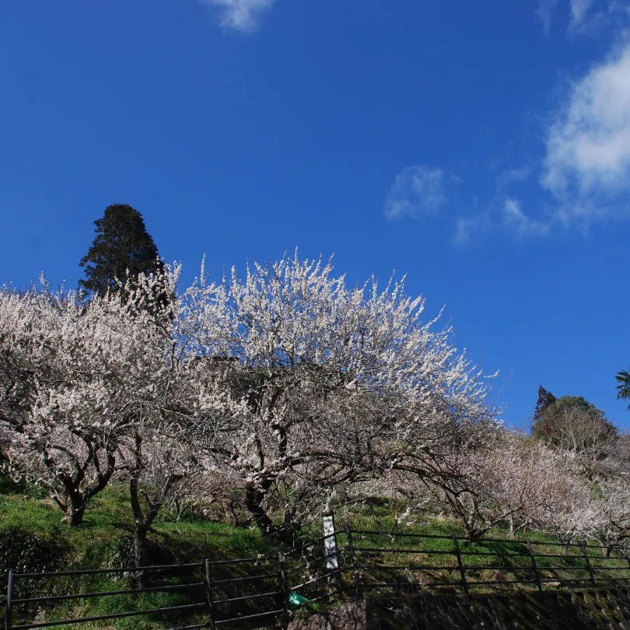 Tsukigase Plum Grove: Thiên đường hoa mận giữa lòng Nara