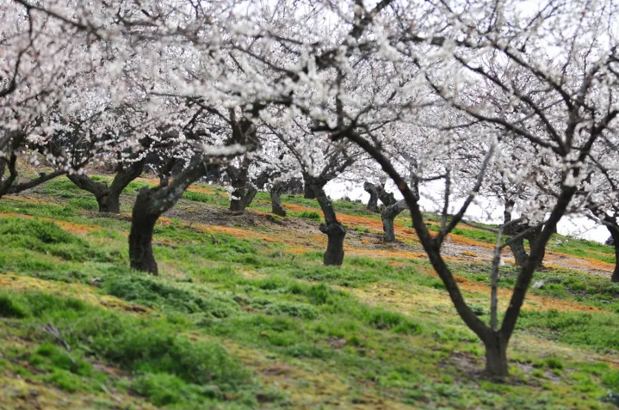 Tsukigase Plum Grove: Thiên đường hoa mận giữa lòng Nara