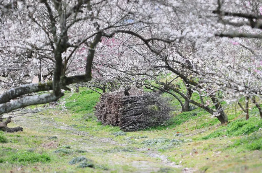 Tsukigase Plum Grove: Thiên đường hoa mận giữa lòng Nara