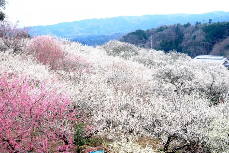 Tsukigase Plum Grove: Thiên đường hoa mận giữa lòng Nara