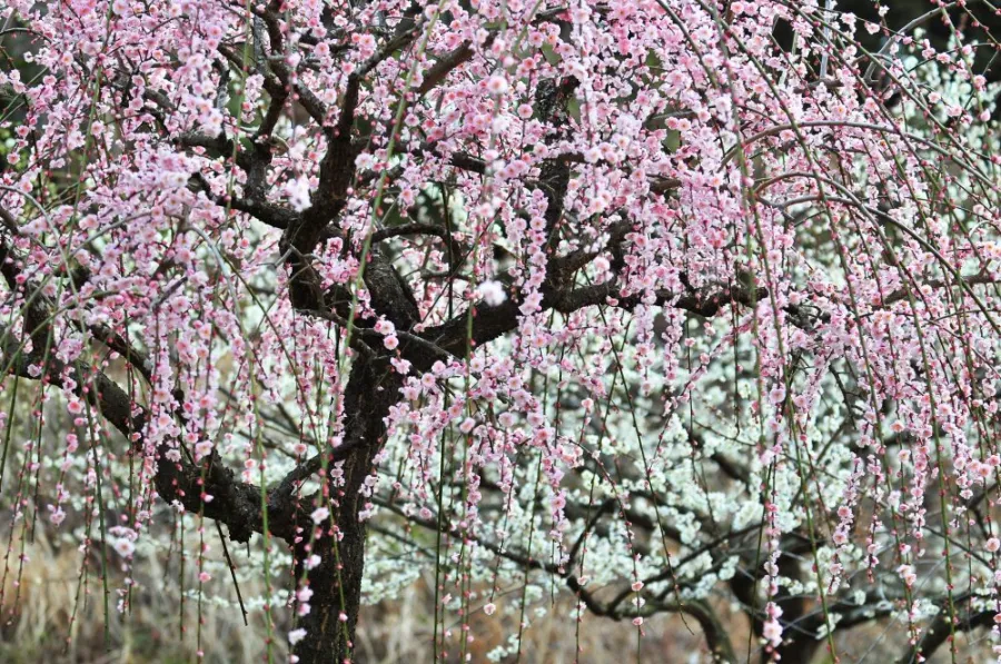 Tsukigase Plum Grove: Thiên đường hoa mận giữa lòng Nara