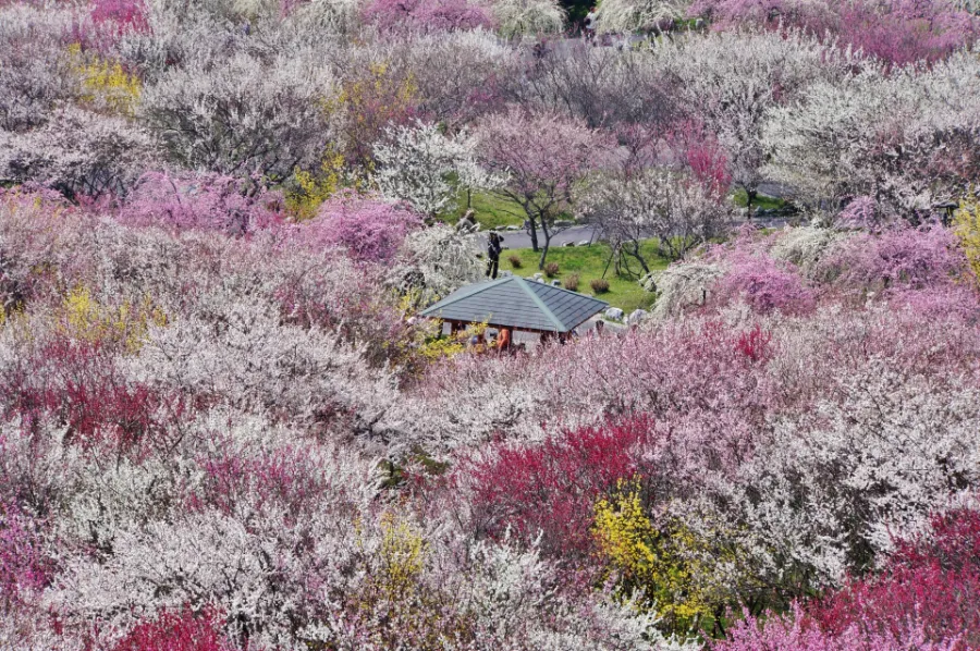 Tsukigase Plum Grove: Thiên đường hoa mận giữa lòng Nara