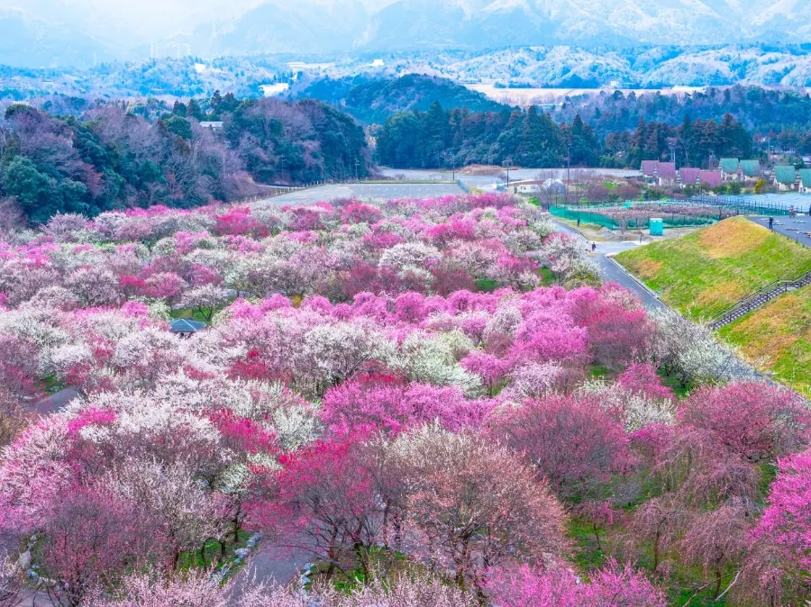 Tsukigase Plum Grove: Thiên đường hoa mận giữa lòng Nara