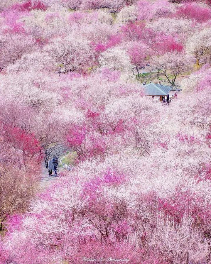 Tsukigase Plum Grove: Thiên đường hoa mận giữa lòng Nara