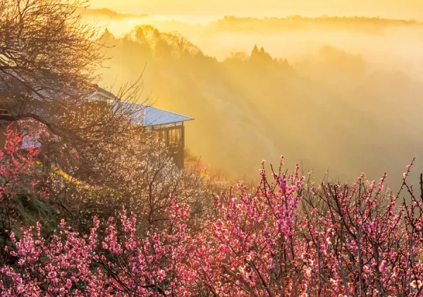 Tsukigase Plum Grove: Thiên đường hoa mận giữa lòng Nara