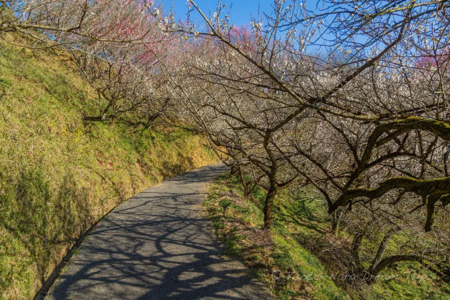 Tsukigase Plum Grove: Thiên đường hoa mận giữa lòng Nara