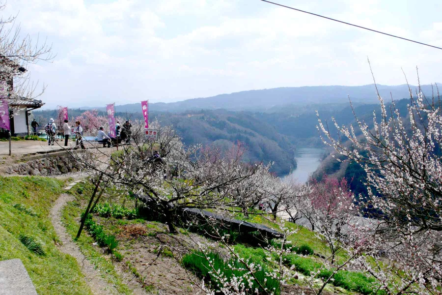 Tsukigase Plum Grove: Thiên đường hoa mận giữa lòng Nara