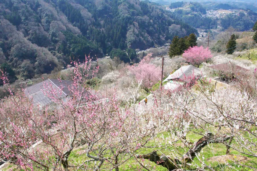 Tsukigase Plum Grove: Thiên đường hoa mận giữa lòng Nara