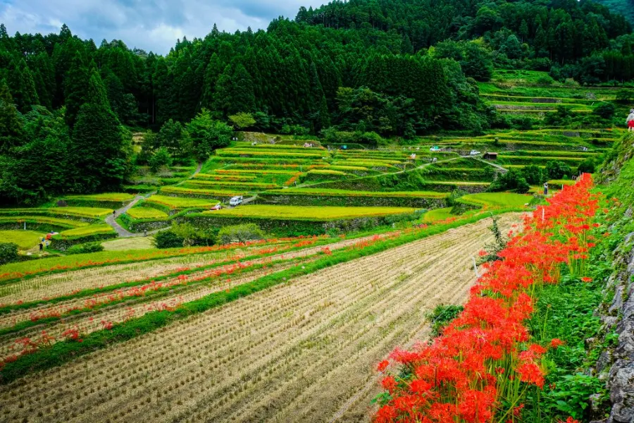 Ruộng bậc thang Tsuzura | Địa điểm ngắm hoa bỉ ngạn Nhật Bản