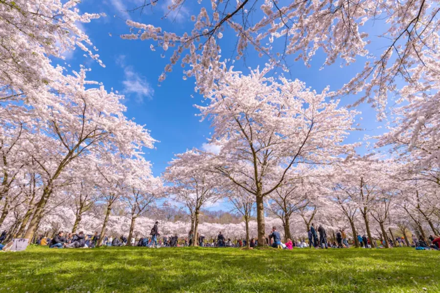 Hikawa Park | Kita Ward