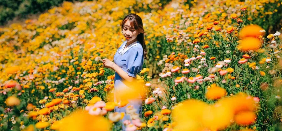 Hoa Cúc Nhật Bản: Biểu Tượng Rực Rỡ Của Tinh Thần Và Văn Hóa Hoa cúc Nhật Bản: 8 địa điểm ngắm hoa cúc tuyệt đẹp ở Nhật