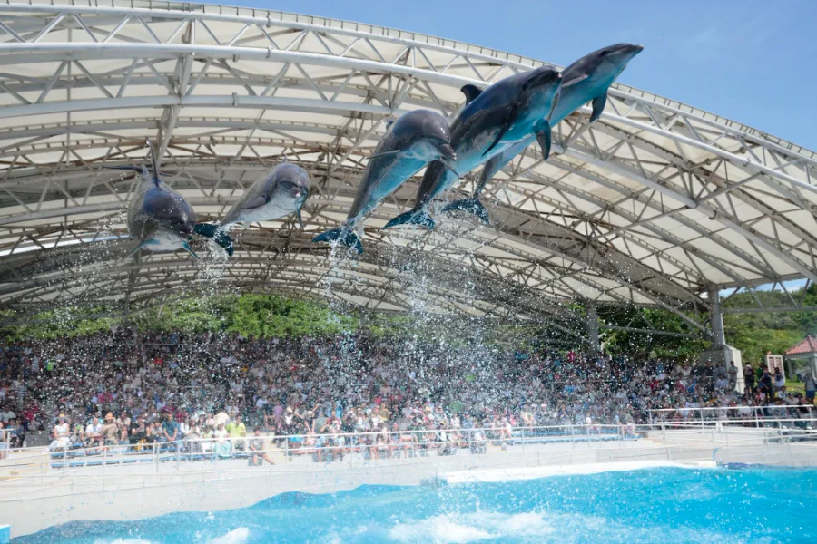 Churaumi Okinawa Aquarium: Thế giới đại dương tại Okinawa