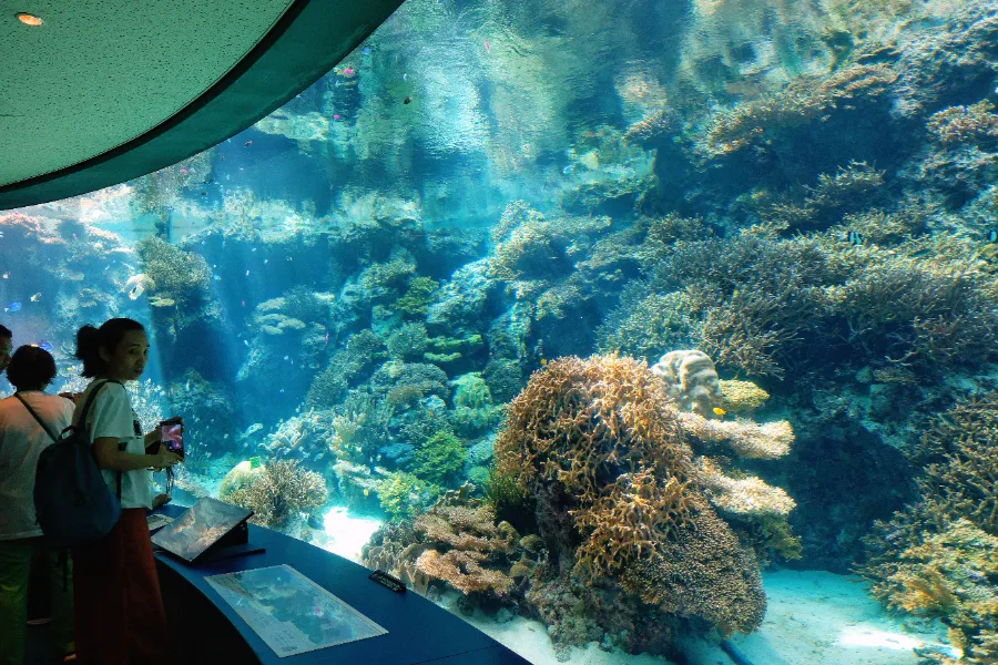 Churaumi Okinawa Aquarium: Thế giới đại dương tại Okinawa