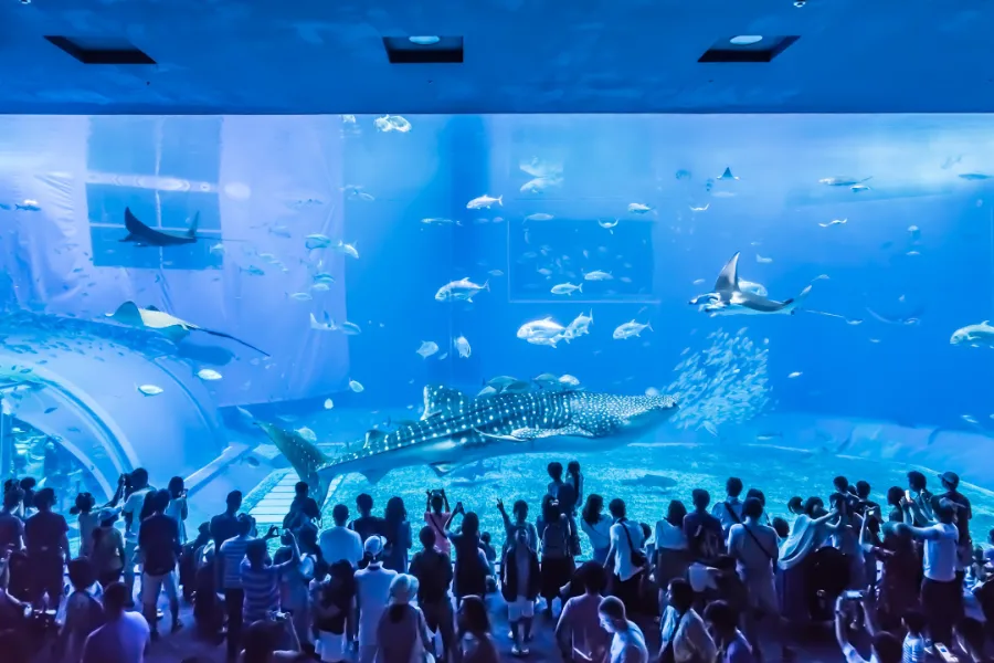 Churaumi Okinawa Aquarium: Thế giới đại dương tại Okinawa