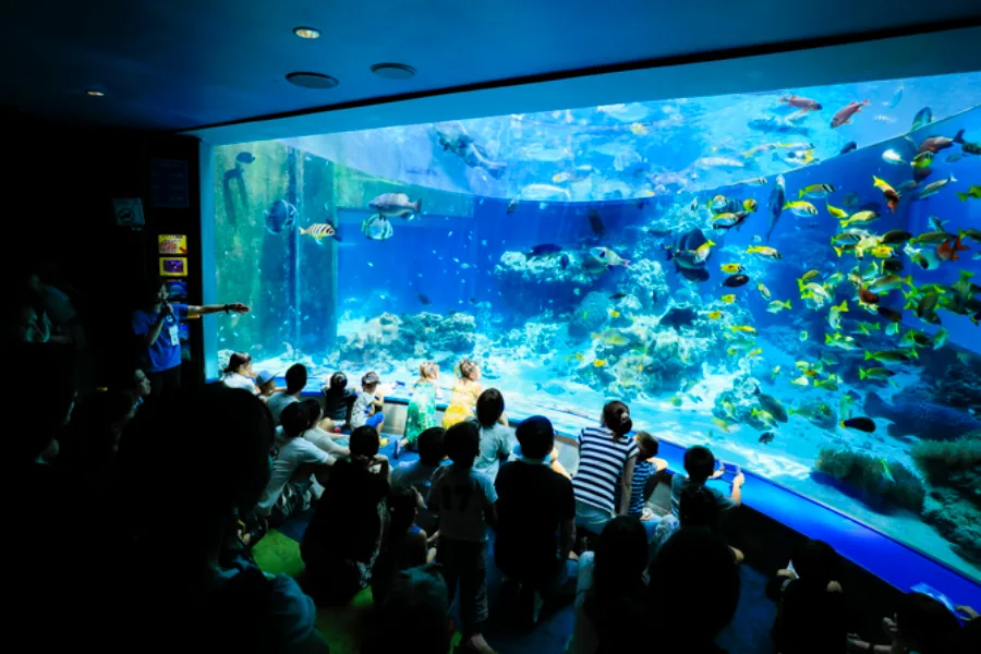 Churaumi Okinawa Aquarium: Thế giới đại dương tại Okinawa