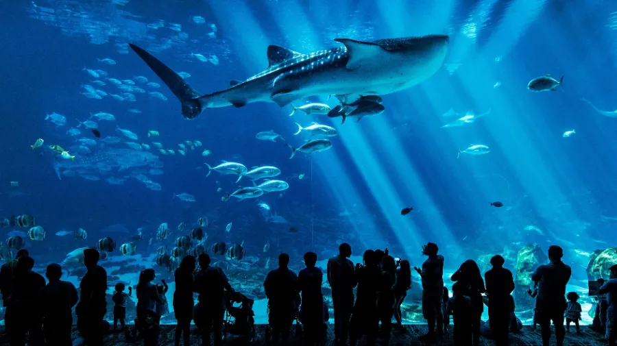 Churaumi Okinawa Aquarium: Thế giới đại dương tại Okinawa