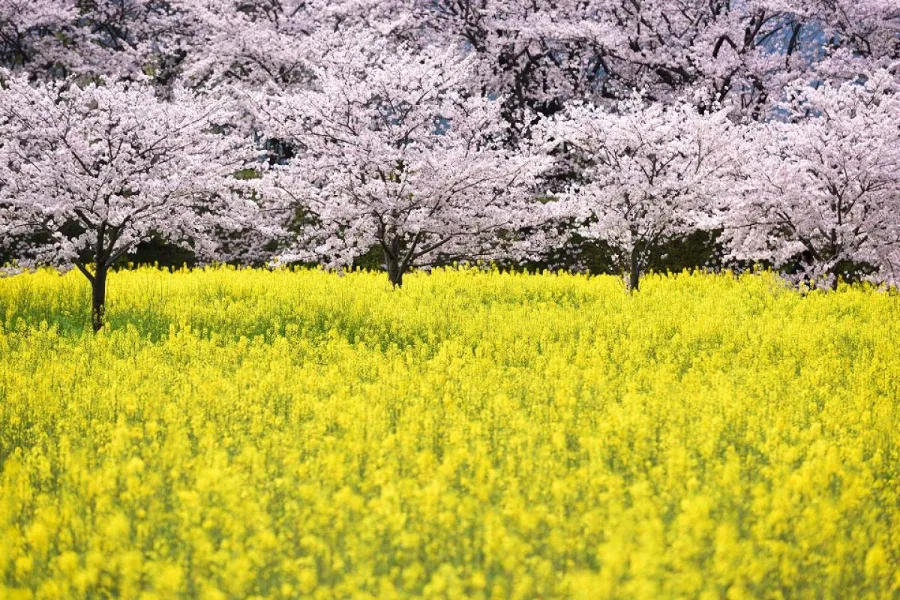 Hoa Cúc Nhật Bản: Biểu Tượng Rực Rỡ Của Tinh Thần Và Văn Hóa Hoa cúc Nhật Bản: 8 địa điểm ngắm hoa cúc tuyệt đẹp ở Nhật