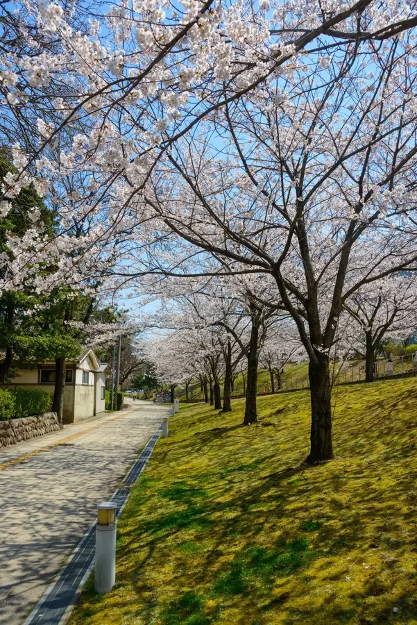 Hakusan Park: Ốc đảo xanh giữa lòng thành phố Niigata