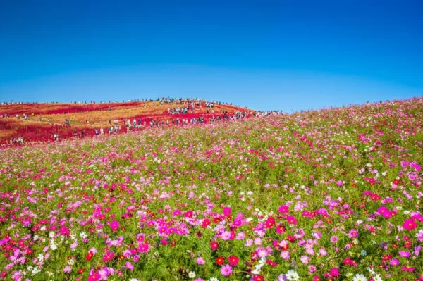 Hitachi Seaside Park (Ibaraki) | Ngắm hoa Cosmos Nhật Bản