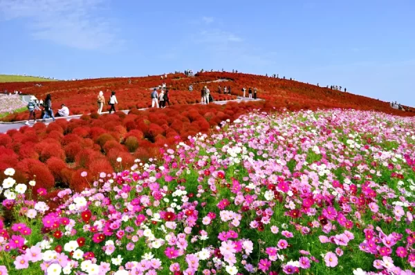 Top 13 cảnh đẹp Nhật Bản mùa xuân "hiếm thấy" Hitachi Seaside Park (Ibaraki) | Ngắm hoa Cosmos Nhật Bản