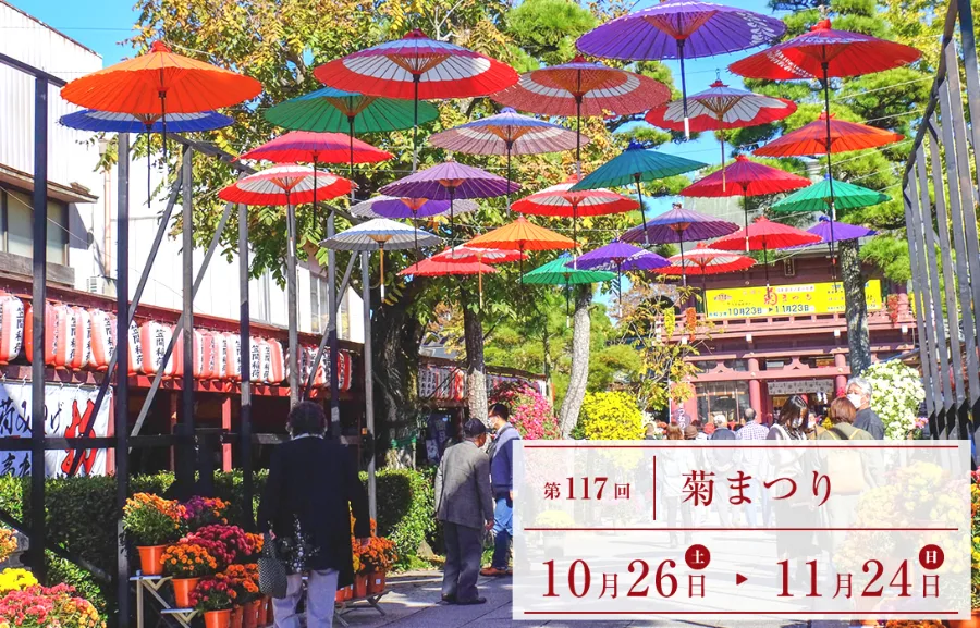 Hoa Cúc Nhật Bản: Biểu Tượng Rực Rỡ Của Tinh Thần Và Văn Hóa Hoa cúc Nhật Bản: 8 địa điểm ngắm hoa cúc tuyệt đẹp ở Nhật