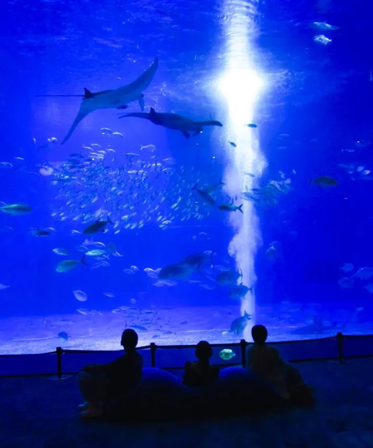 Churaumi Okinawa Aquarium: Thế giới đại dương tại Okinawa